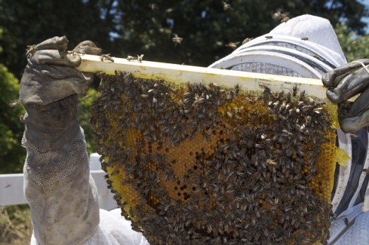 A honeybee colony being examined by professional beekeeper.