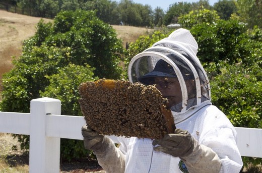A honeybee colony being examined by professional beekeeper.