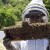 A honeybee colony being examined by professional beekeeper.