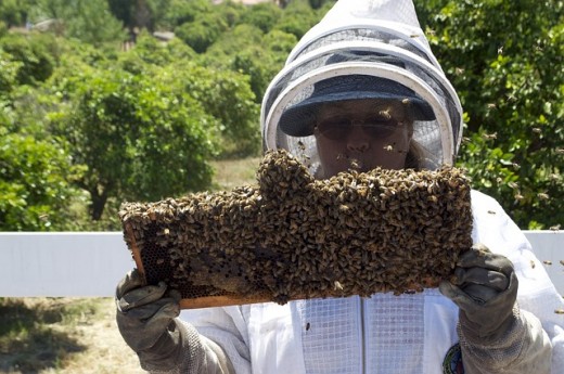 A honeybee colony being examined by professional beekeeper.