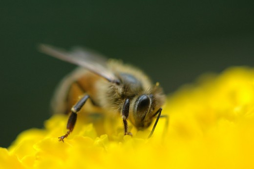 A honeybee pollinating a flower.