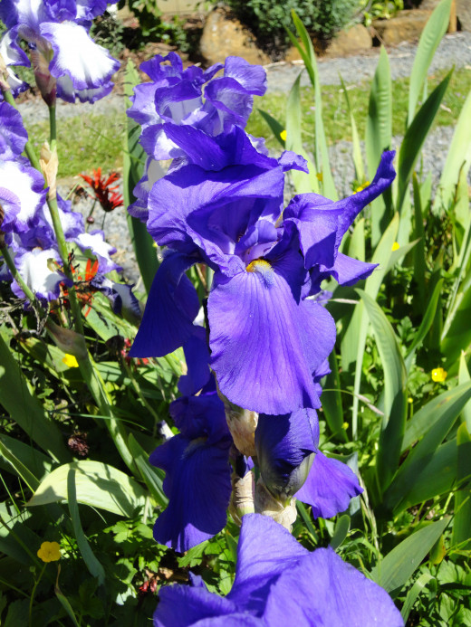 Iris means rainbow. Iris was Goddess of the Rainbow and the messenger of the Gods.  She brought good news to the world.   She was sometimes called the eye of heaven. This is why the colour in our eye is called the Iris.
