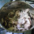 Add the mushrooms to the garlic and herbs, sweat down for 3-4 minutes. Add the mushrooms to the garlic and herbs, sweat down for 3-4 minutes.