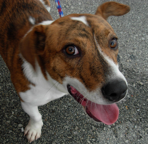 mcbutters-adopted  