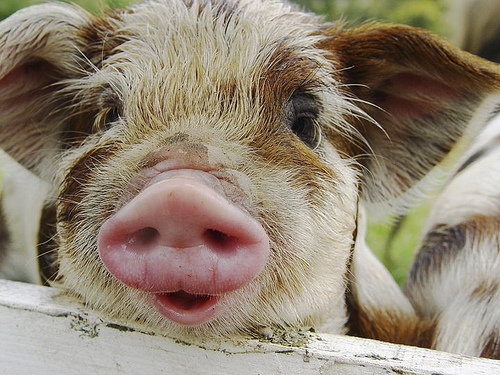 pigs 