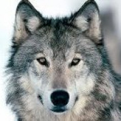 Linda Conley profile image