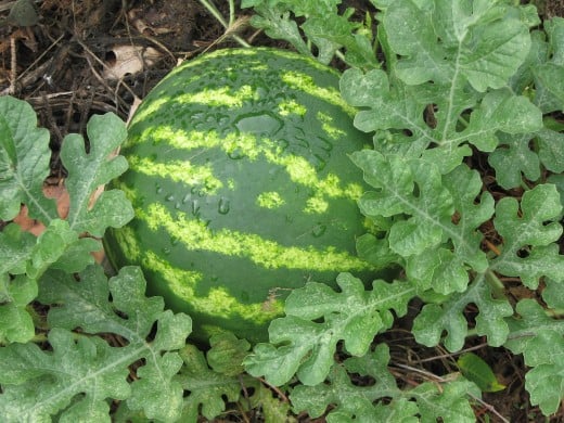 Sugar Baby and other varieties of watermelon are perfect for a smaller garden.