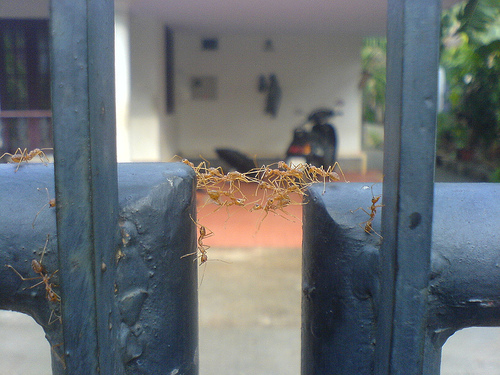 Ant bridge - by