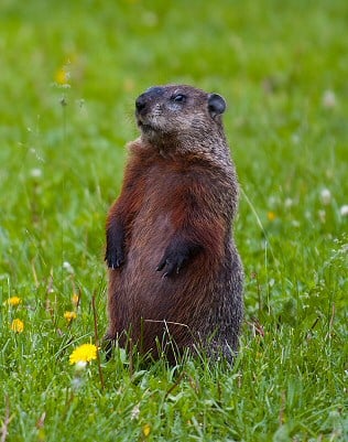 List of Ways on How to Kill or Get Rid of Pocket Gophers | Dengarden