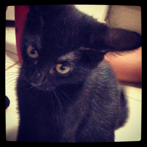 The lovely little kitty-cat who we believe to have been dumped...