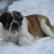 A St. Bernard resting in the snow. A St. Bernard resting in the snow.
