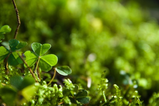 Shamrocks