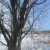 A tree framing a snow covered field. A tree framing a snow covered field.