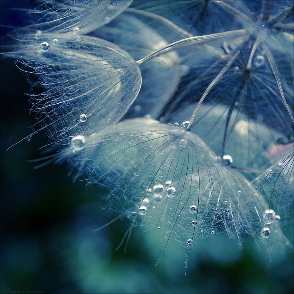 Photographing The Delicate