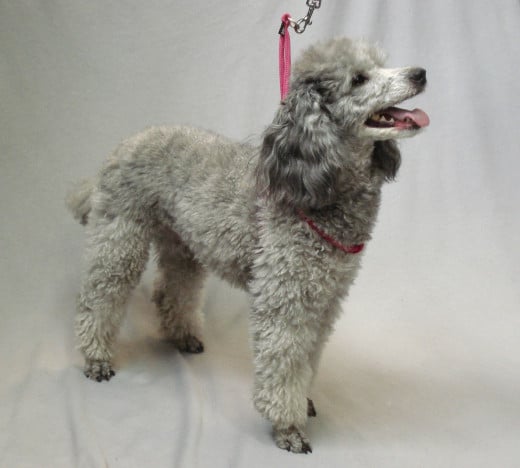 Lexi (Miniature Poodle) in the Rolled Microfiber Harness & Leash Set