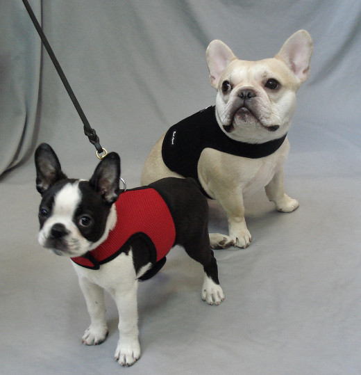 Booker (Boston Terrier) and Teddy (French Bulldog) in the Wrap-n-Go Harness.