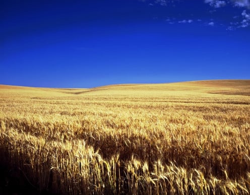 Kansas Wheat