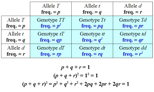 Hardy Weinberg Equation Explained Talkchannels Solving Hardy Weinberg With 3 Alleles Owlcation