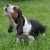 Basset Hound Basset Hound
