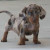 Dachshund puppy Dachshund puppy
