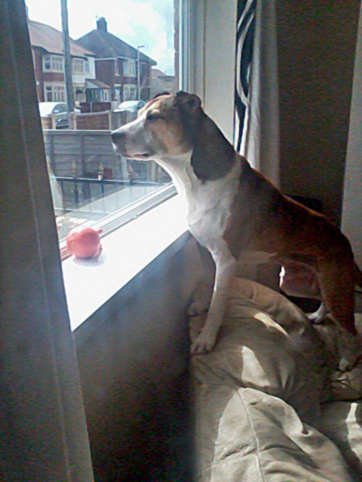 Happy Buster looking out of the lounge window, his favourite toy nearby. But once he had 'escaped' to freedom, I knew he would be scared.