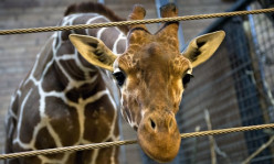 Society eats 'Marius' the Giraffe Daily