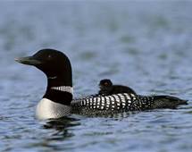 Common Loon with Baby on Back