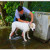 Bath time for El Tortugal's property manager and guest liaison, Jeffe. Bath time for El Tortugal's property manager and guest liaison, Jeffe.