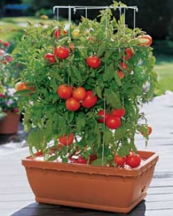 Container Gardening For Free Food