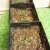 Another good tip! Bugs gathering in the home? Here are three cat nip seedlings. Catnip serves as a natural repellant for fleas and roaches, among other pests. Planting this around the home or inside of the home can decrease these pests. Another good tip! Bugs gathering in the home? Here are three cat nip seedlings. Catnip serves as a natural repellant for fleas and roaches, among other pests. Planting this around the home or inside of the home can decrease these pests.
