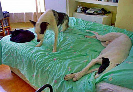 Harley relaxing on the bed with his pals Blue (centre) and Bracken.