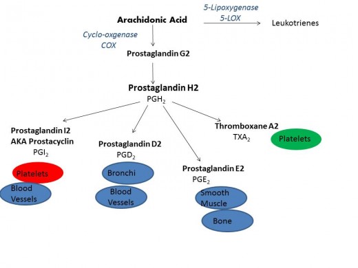 Overview of Prostaglandin synthesis with some targets for each prostaglandin. PGI2 inhibits platelet aggregation (indicated by red), while thromboxane allows for more platelets to be produced (indicated by green). 