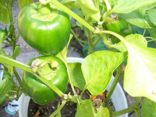 Green Bell Peppers that are growing on the plant which will be ready to pick in a few weeks. When they will be ready to pick. You can grow the varieties of Lady Bell and New Ace in pots and you will have success at doing so.