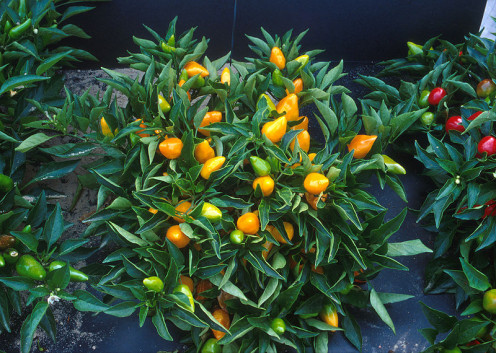 Orange Peppers growing in a pot you can grow any of these varieties in a pot.