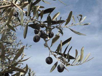 Ripe olives for the picking
