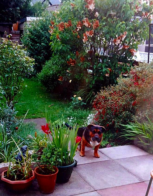 Harley's final resting place, my flower-filled back garden, where he used to lie in the sun with my rescue dog, Buster (pictured).