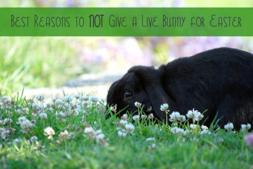 8 Best Reasons to NOT Give a Live Bunny for Easter 8 Best Reasons to NOT Give a Live Bunny for Easter