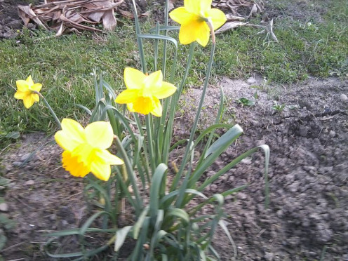 Single planting of a Daffodil.