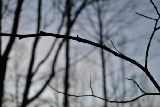 Winter branches
