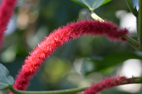 One of my favorite yet strange flowers there!  It looks like its furry, for lack of better words.  A very beautiful pink color.