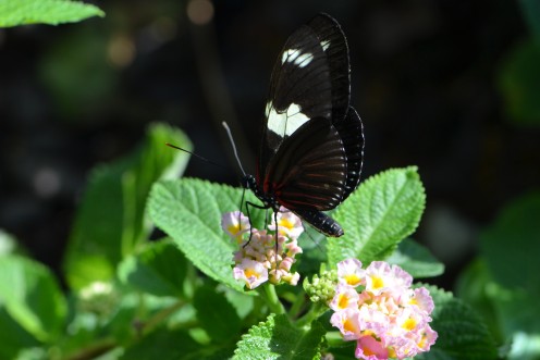 Butterfly enjoying a lantana flower