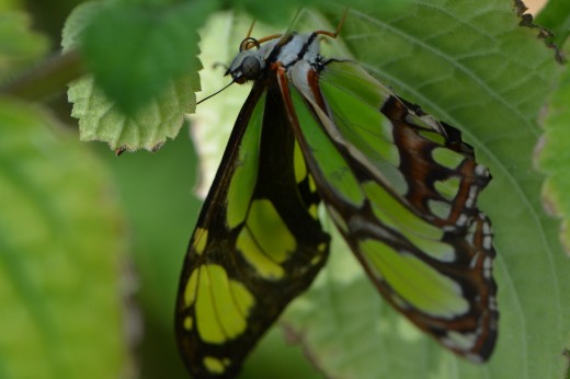 Hanging out, upside down, the lovely Malachite Butterfly