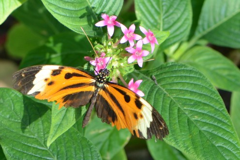 It doesn't take much to make these butterflies so happy!  They love the sunshine and flowers.
