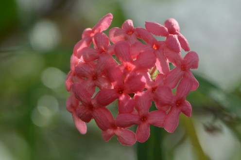 More beautiful flowers