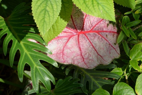 The foliage is so beautiful