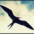 Frigate bird Frigate bird