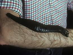 The Giant Amazon Leech is the world's biggest growing to nearly 20 inches in length!