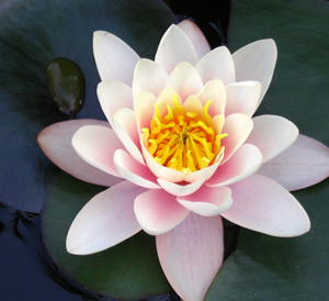 Lotus tattoos are a sign of zen and peace.