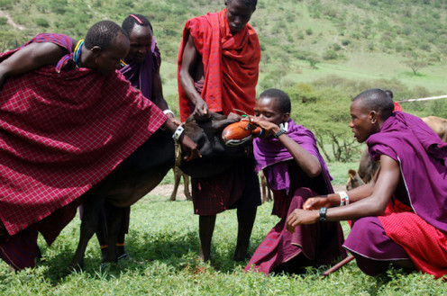Massai men drinking blood