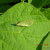 Preserve Beneficial Insects & Garden Pests Too. They are all part of the natural 'free" ecosystem.